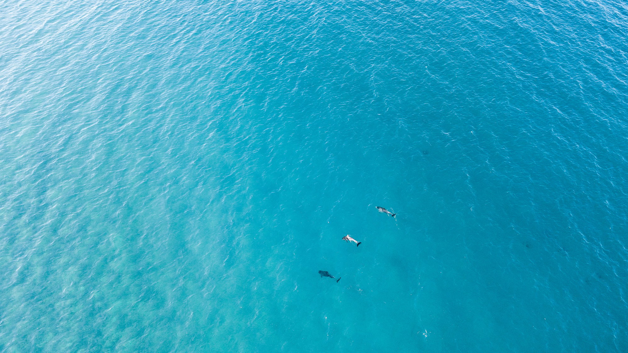 Aerial View of Dolphins in the Ocean